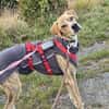 Paco sucht ein Zuhause