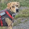 Paco sucht ein Zuhause