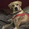 Paco sucht ein Zuhause