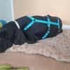 Eddie sucht ein Zuhause