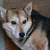 Scotty - sucht dringend ein Zuhause!