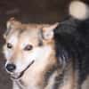 Scotty - sucht dringend ein Zuhause!