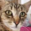 Liebe, junge Katze Trinity