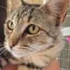 Liebe, junge Katze Trinity