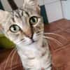 Liebe, junge Katze Trinity