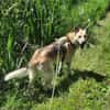 Stella 6 Jahre Schäfi mix