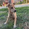 Marcy sucht ein Zuhause