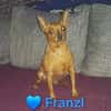 Franzl - lieb, freundlich, verschmust