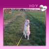 ❗JOY SUCHT NEUES ZUHAUSE ❗
