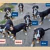 Entlebucher-Welpen