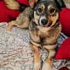 EDDA -Liebevoll, verschmust & ruhig-