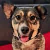 EDDA -Liebevoll, verschmust & ruhig-