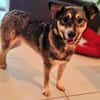EDDA -Liebevoll, verschmust & ruhig-