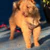 Otto