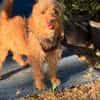 Otto