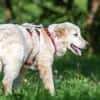 Hübscher Hundebub Poldo sucht Zuhause