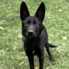 Zorro CAA14099