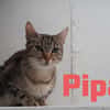 Pipa