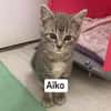 AÏKO et ASLAN  Deux frères DOUBLE ADOPTION