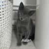 AÏKO et ASLAN  Deux frères DOUBLE ADOPTION