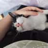 Miwo
