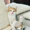CHIPIE