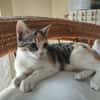 Niza