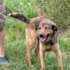 Cuno - dringend Zuhause gesucht!!