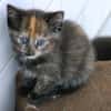 Sunnys Kitten