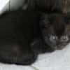 Sunnys Kitten