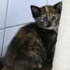 Sunnys Kitten