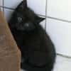 Sunnys Kitten