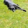 BUDDY - muss nach 6 Jahren weg :-(