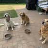 Romy - sanftes goldenes Wesen