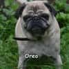 OREO