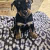 Flint sucht ein Zuhause