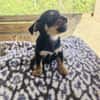 Flint sucht ein Zuhause