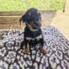 Flint sucht ein Zuhause