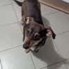 Schmuser Quincy sucht Dich!