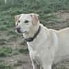 Mia  Sensible Hundeseele sucht Zuhause
