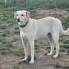 Mia  Sensible Hundeseele sucht Zuhause