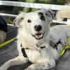 Charlie sucht liebevolle Hundekenner❤
