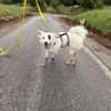 Charlie sucht liebevolle Hundekenner❤