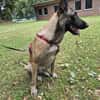 Liebevolle Malinois Mischlings Hündin