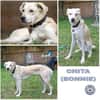 CHITA -sucht ein neues Zuhause-