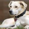 CHITA -sucht ein neues Zuhause-