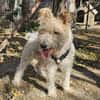 Cory, Foxterrier-Mix, sucht ein Zuhause