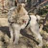 Cory, Foxterrier-Mix, sucht ein Zuhause