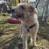 Cory, Foxterrier-Mix, sucht ein Zuhause
