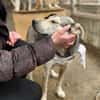 Baileytreuer Freund mit Schmusegarantie